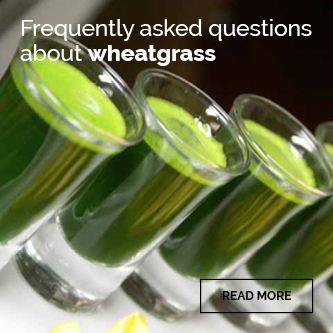 Learn About the Benefits of Wheatgrass
