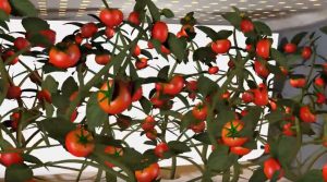 vegebox, cherry tomatoes, byronbay